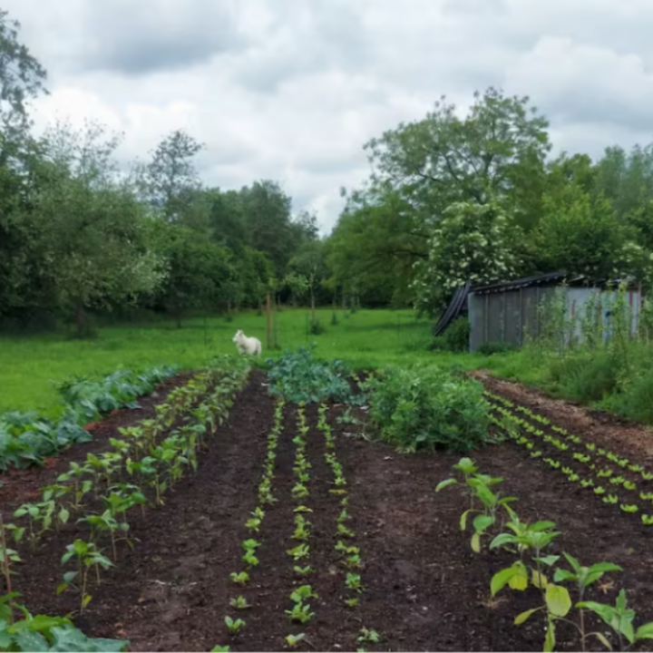 Whole Farmhouse on organic orchard